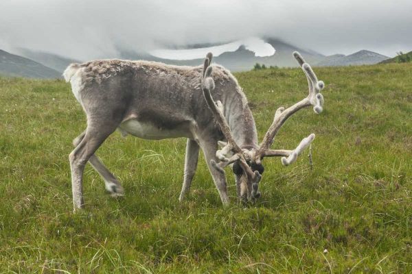 Europe, Scotland, Cairngorm NP Reindeer grazing